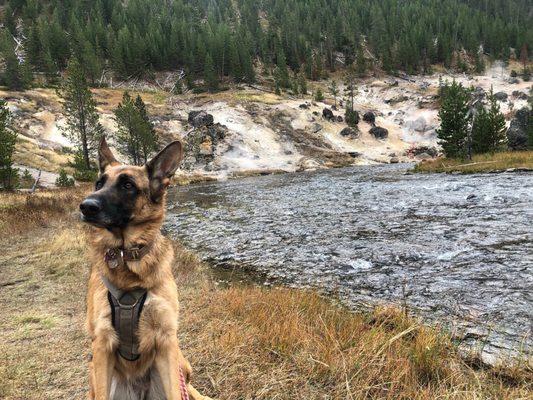 Dog at Yellowstone