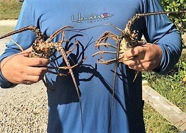 Staff went on a recent shore dive in October 2016, lobster and lionfish!