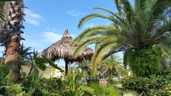 The Tiki Huts had no problem weathering the high winds from  Tropical System Colin, last week.