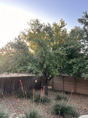 Live Oak Tree