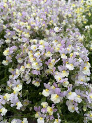 Beautiful Nemesia and smells Divine.