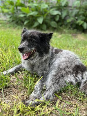 Happy and Healthy Roxie chilling in the backyard after her visit. :)