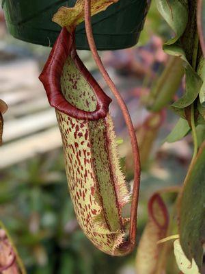 Pitcher plant.