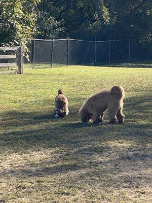 Two happy, groomed dogs at the Evan's Park DogPark.