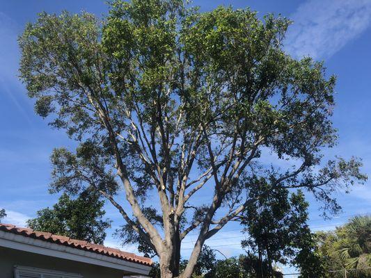 Oak tree trimmed in Boca Raton Florida by the professionals at Tree Services Pro.