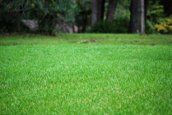 Tallahassee lawn care