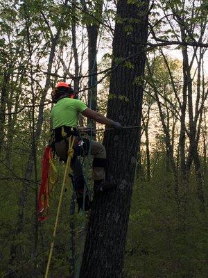 Climbing a red oak