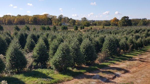 Misty Run Tree Farm