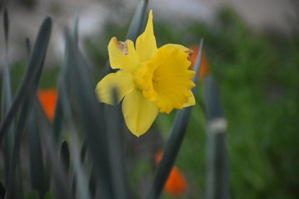 Daffodil in HB "secret" botanical garden