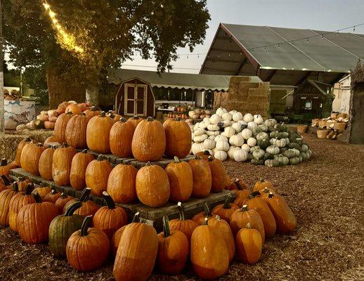 R A M Farms Pumpkin Patch and Corn Maze