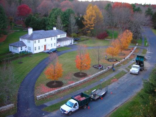 We transplanted all of these trees!