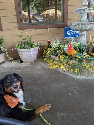 Dog friendly patio!