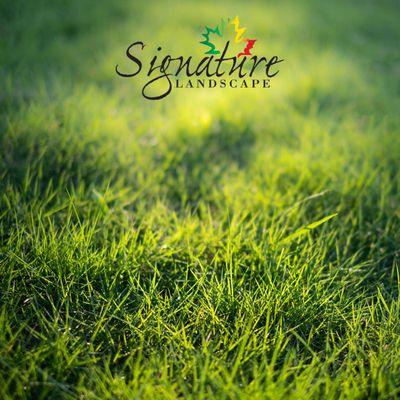 Want your #Landscape #Grass to sing this spring? Selecting the best grass type is a good #ProTip!