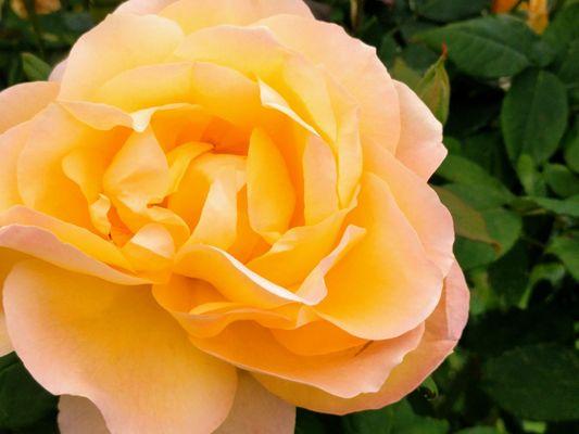 A lovely yellow rose with pink edges!