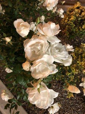 White rose bushes