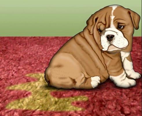 NY Rug Authority offers complete and guaranteed pet odor removal service. We offer fast reliable turn around of your rugs.