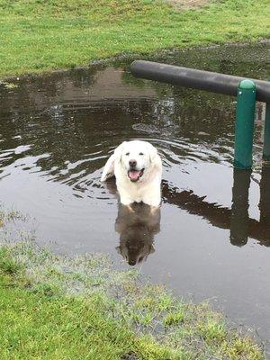 Otis for a swim