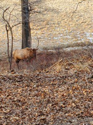 Big ole elk