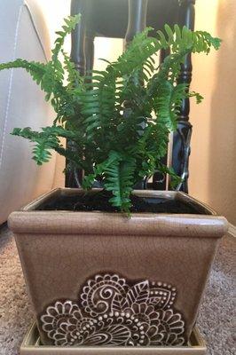 Nice 10+ inch planter leaving room for Boston fern to grow happily