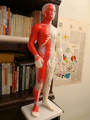 Acupuncture Model