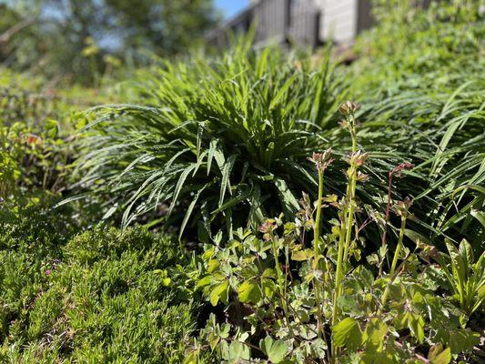 Lush daylilies and vibrant greenery thrive in this expertly crafted garden bed by Blooming Gardens LLC, serving the Roaring Fork Valley.