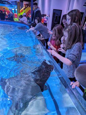 Kids petting and feeding the stingrays