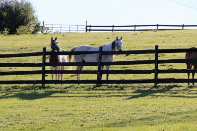 Whiskey and friend upper pasture