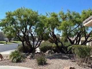 Photo taken today 9/23/24 about 5 weeks after tree trim.  Looks great!