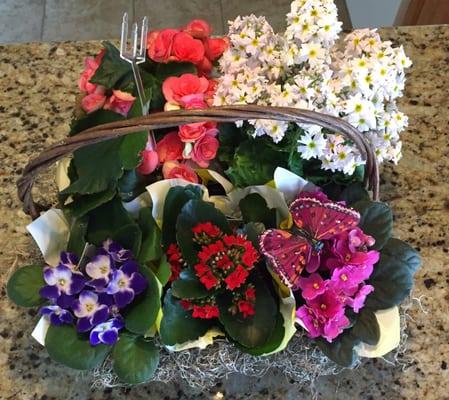 A wonderful arrangement of potted plants!