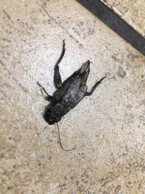 Dead cockroach in front of the register!