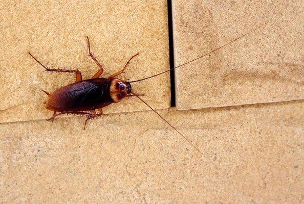 Roaches are very unsanitary and can pose health issues. Call to learn more about our roach services.