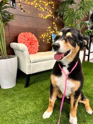 A fresh groom and a wagging tail--your pet's happy place in NW Oklahoma City.