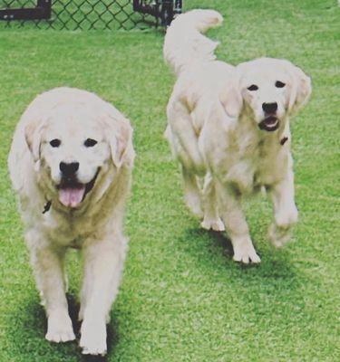 Two pups who love camp!