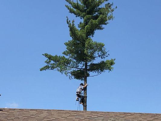 Tree climber from Miller Tree Service.