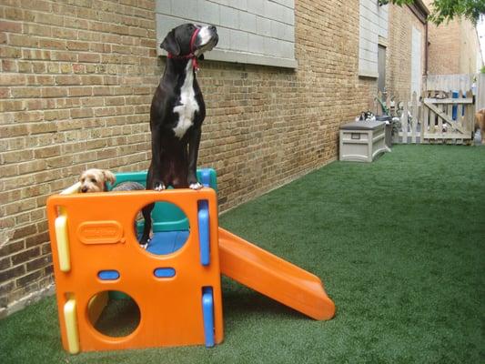 Enjoying the squirrels and birds safely out of her reach (much to her protesting) at Doggie Depot.