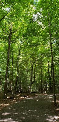 Nature trail shade