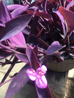 Hanging Basket! Love the little lavender flowers