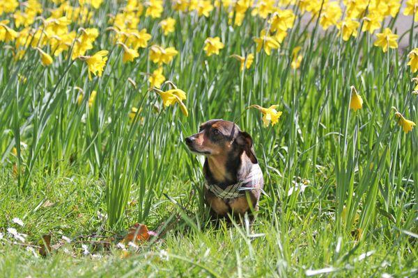 Portland Dachshund Rescue, Inc.'s spokes-dog Hank in a field of flowers.