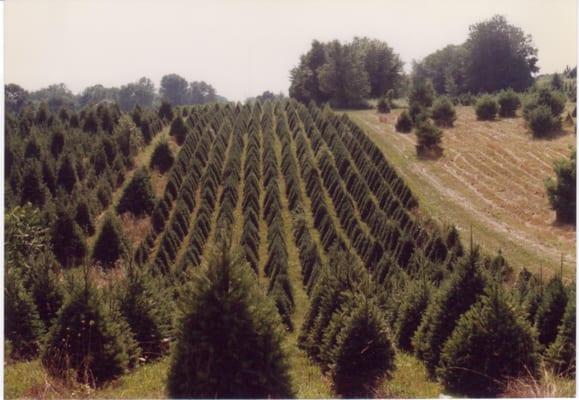 Rows of Douglas Fir