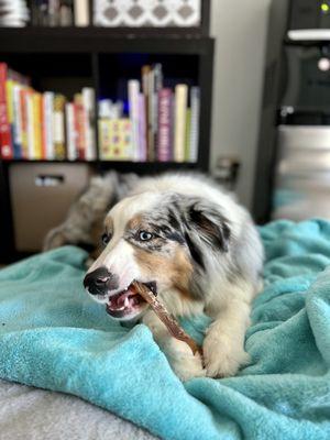 Marlee eating the back strap chew