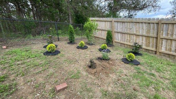 Arborvitae's and the tator tot shrubs are looking beautiful. Love shopping at Longfellow's, they always sell high quality plants and trees.