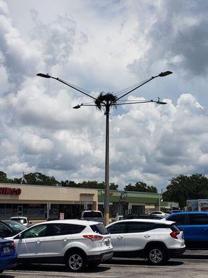 Osprey nest outside