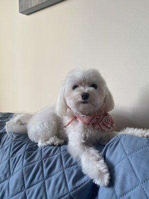 My Toy Maltese groomed by Dana