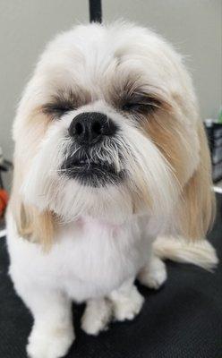 Bo Bo loves to take naps while he is being pampered at Upscale Tail! Just a few more finishing touches to go. He is such a good boy!