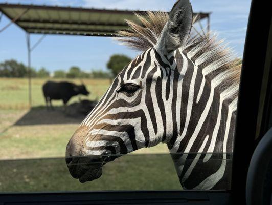 Topsey Exotic Ranch & Drive-Through Park