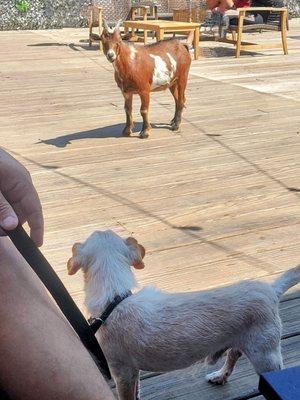 A brewery, a dog and a goat