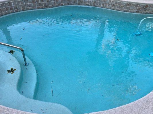 No oxidation on walls but some leaves in the pool