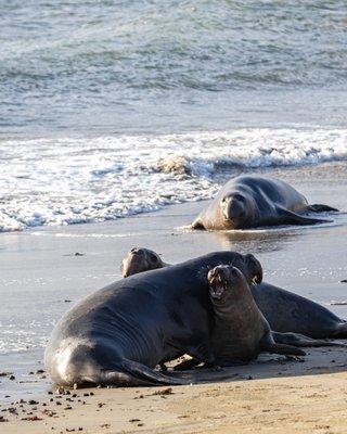 Año Nuevo Elephant Seal Tours