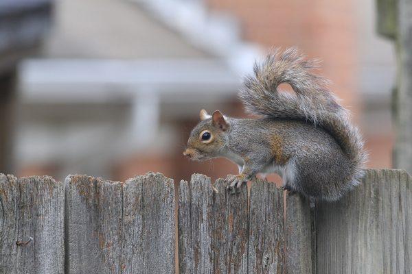 Squirrel removal