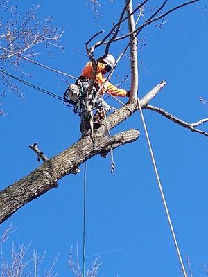 Roping down some big limbs